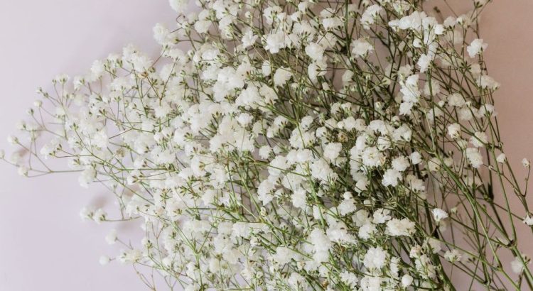 The Language of Whimsy: Exploring the Meaning of Baby's Breath