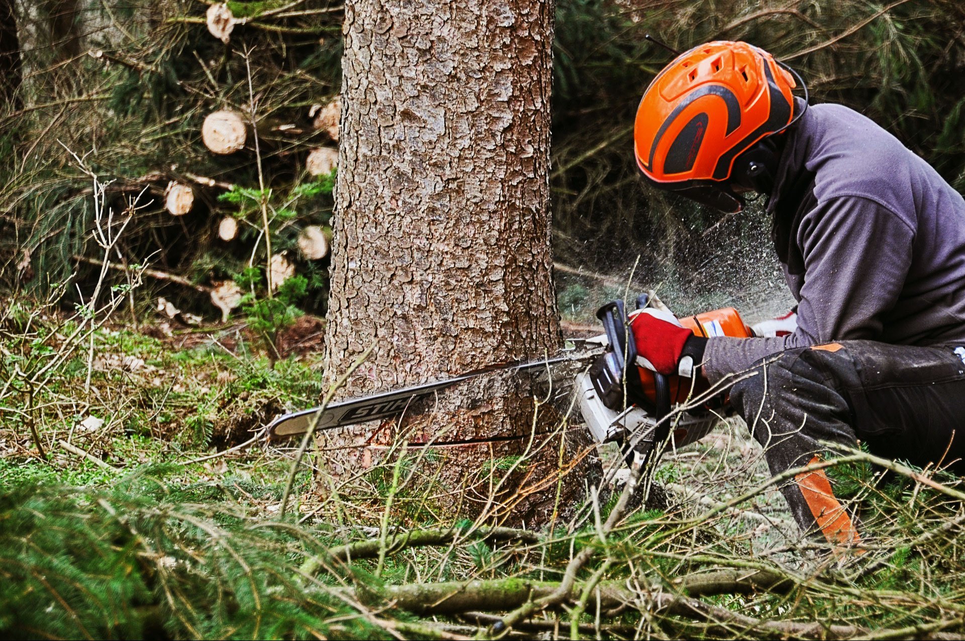 Tree Removal vs Tree Pruning: Knowing the Difference
